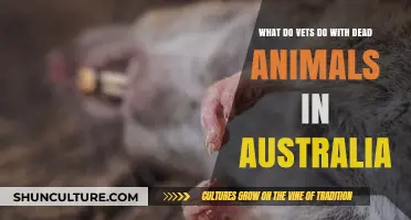 How Vets Handle Animal Afterlife in Australia