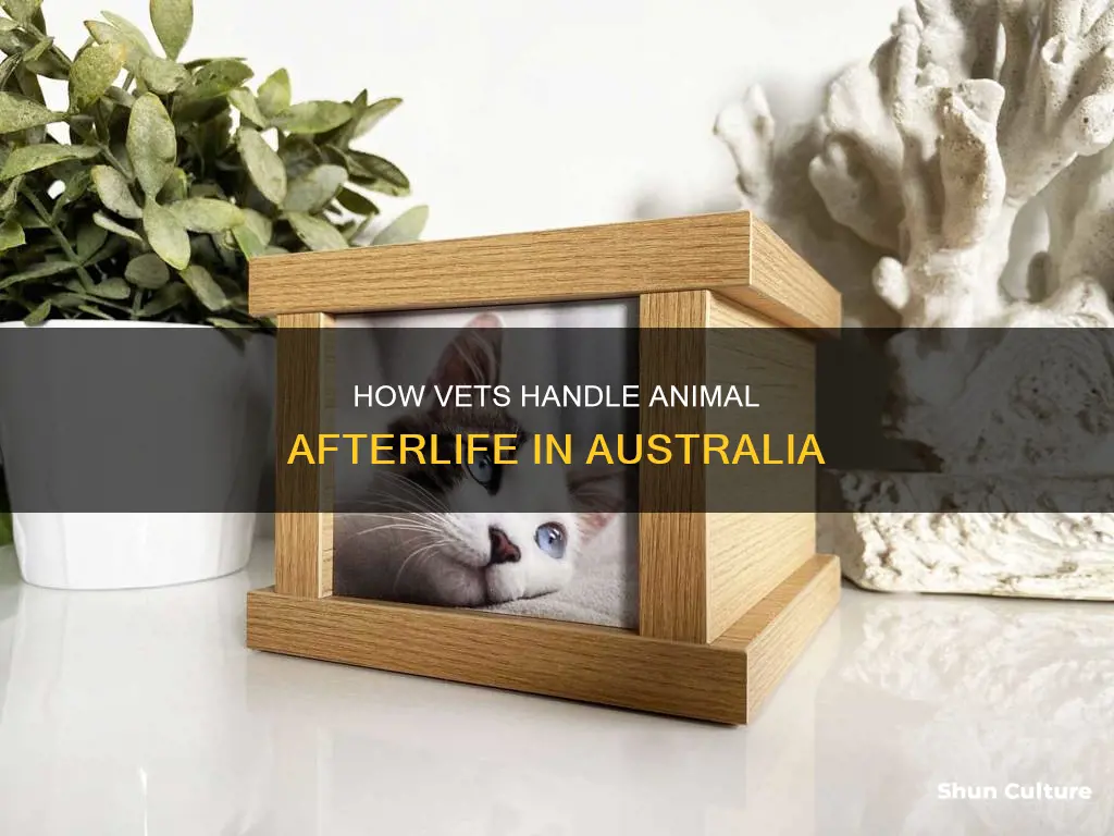 what do vets do with dead animals in australia