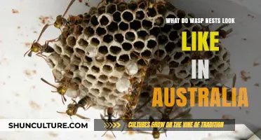Wasp Nests in Australia: Identification and Appearance