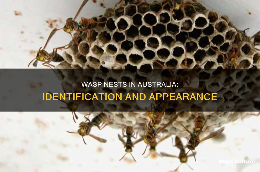 what do wasp nests look like in australia