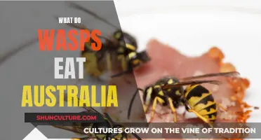 Wasps' Diet in Australia: What Do They Eat?