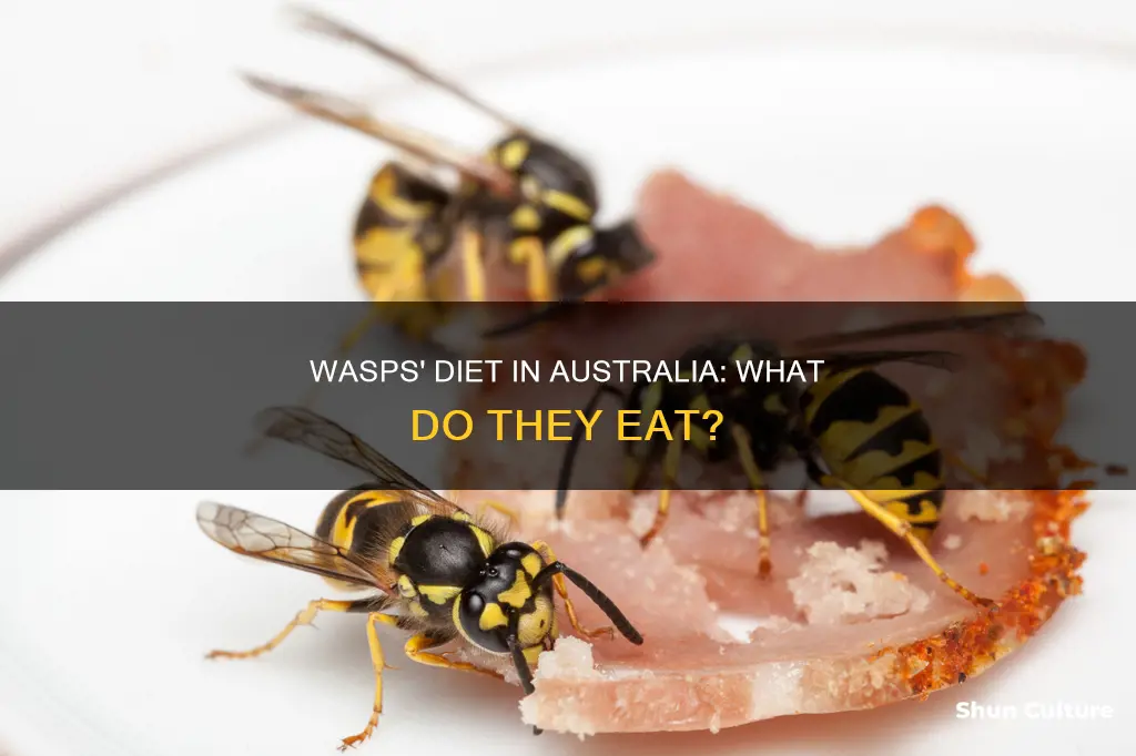 what do wasps eat australia