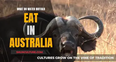 Water Buffalo Diet: Australian Grazing Explored