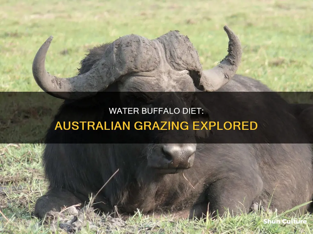 what do water buffalo eat in australia