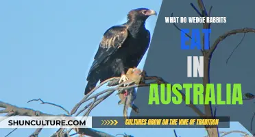 Wedge Rabbit Diet: Australian Edition