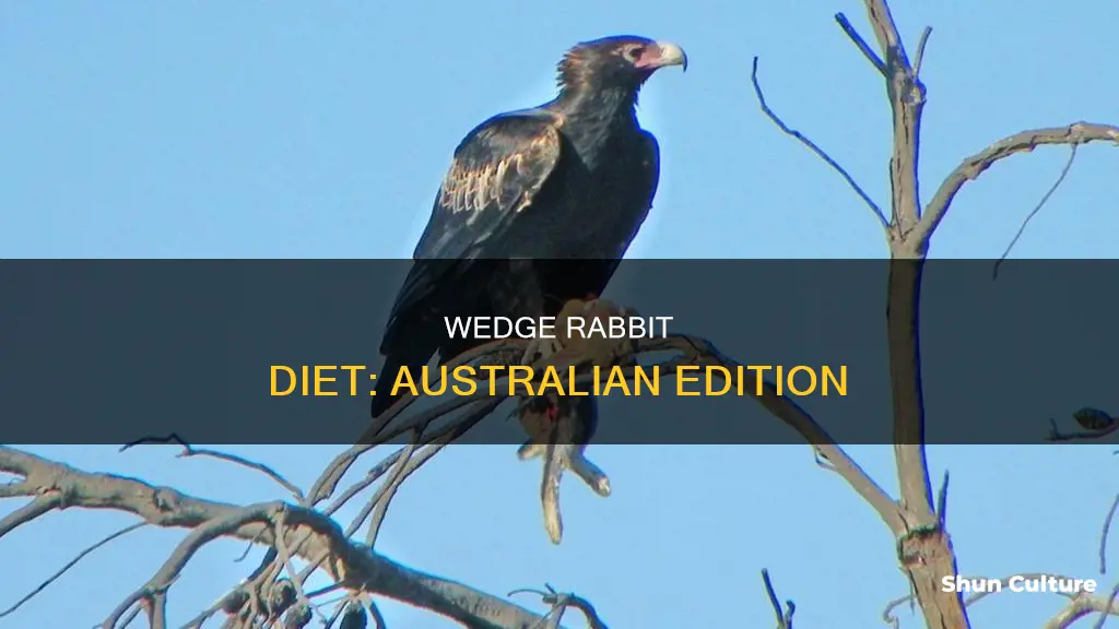 what do wedge rabbits eat in australia