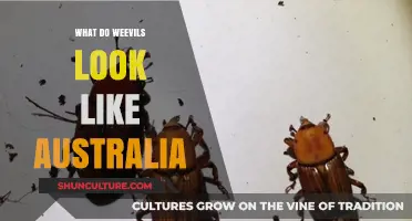 Weevils in Australia: Identification and Appearance