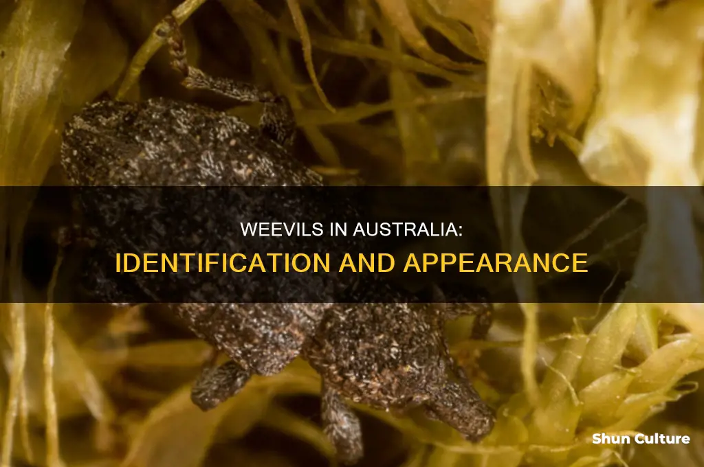 what do weevils look like australia