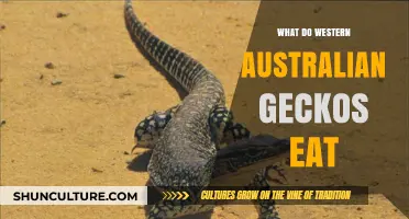 Western Australian Geckos: What's on the Menu?