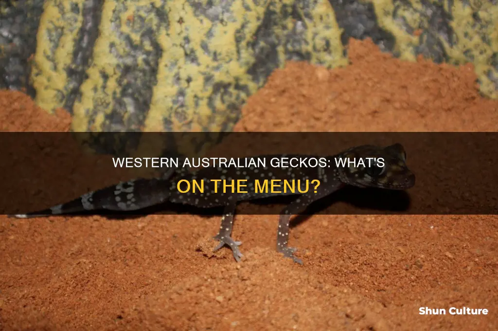 what do western australian geckos eat