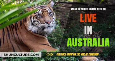 White Tigers in Australia: Habitat, Care, and Survival Needs