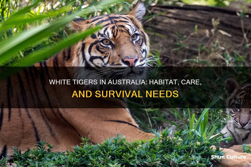 what do white tigers need to live in australia