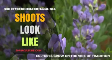 Wild Blue Indigo: Unveiling the Beauty of Baptisia Australis Shoots