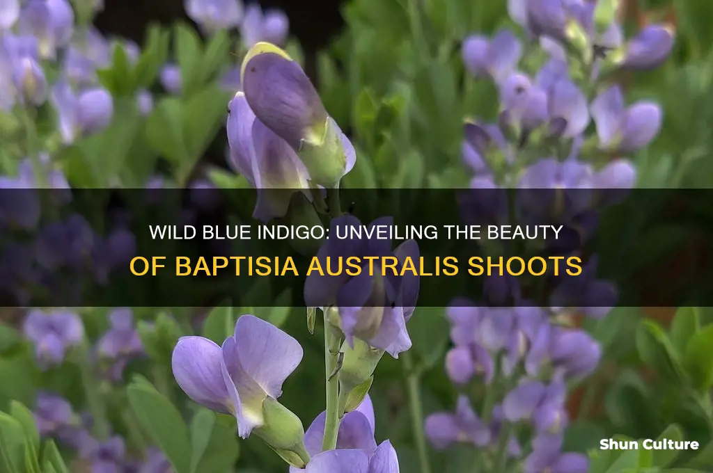 what do wild blue indigo baptisia australis shoots look like