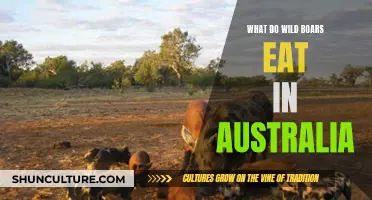 Wild Boar Diet: Australian Bush Delicacies for Feral Pigs