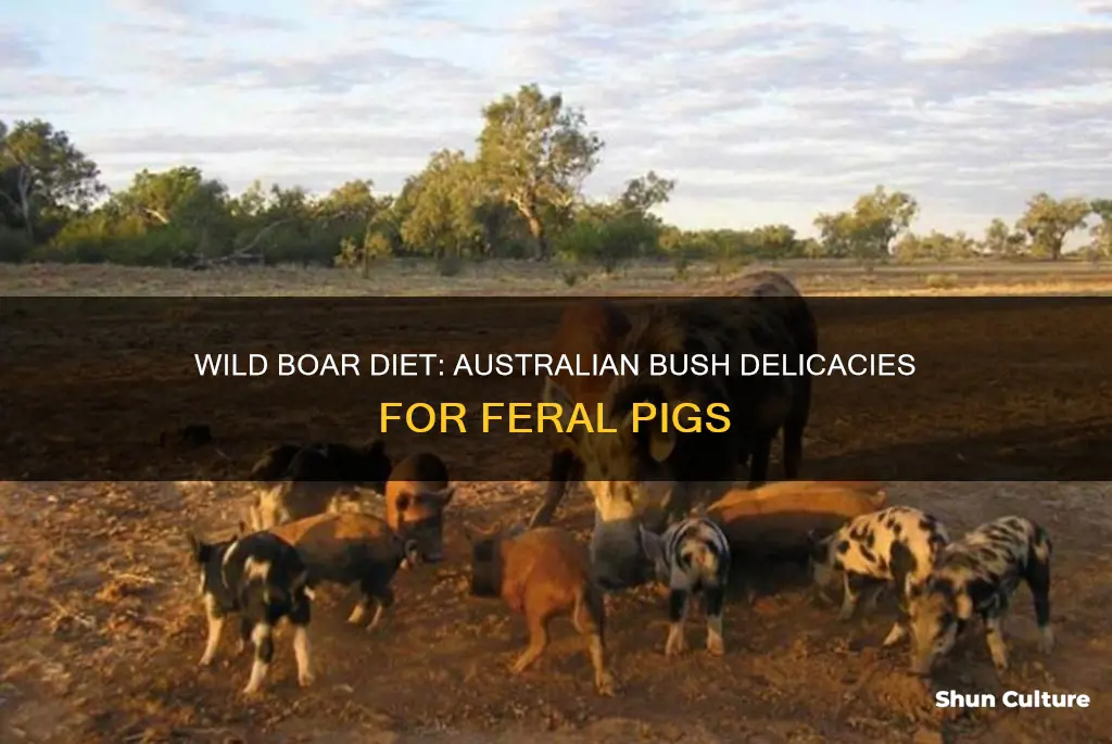 what do wild boars eat in australia
