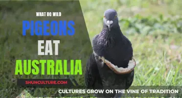 Pigeons' Peckish Preferences: A Guide to Wild Pigeon Eating Habits in Australia