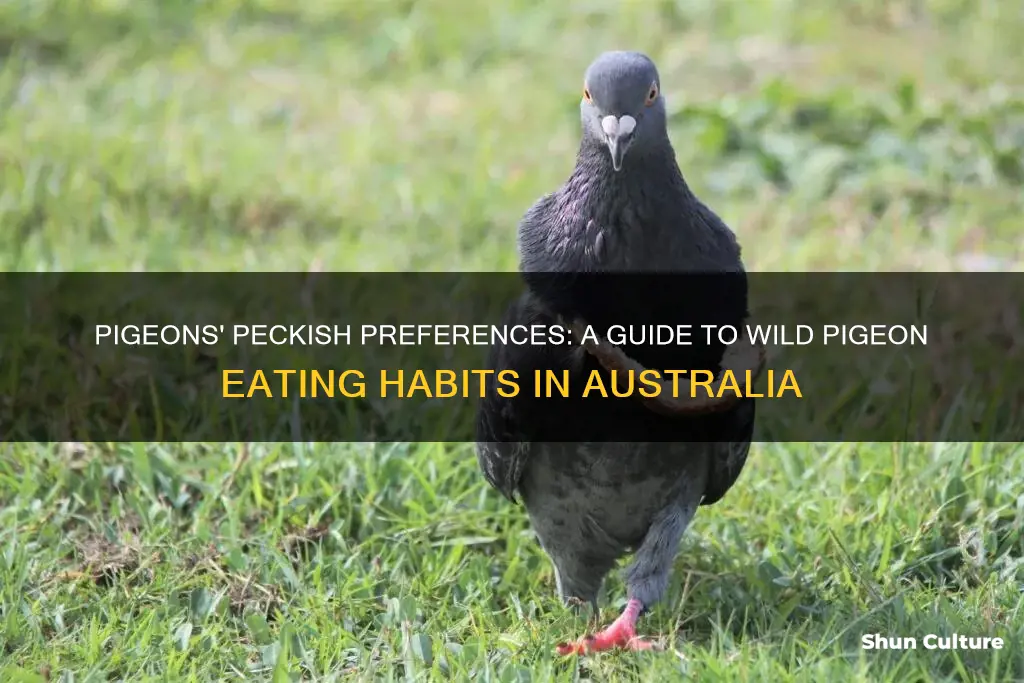 what do wild pigeons eat australia