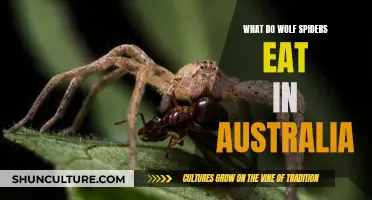 Wolf Spiders' Diet in Australia: What's on the Menu?