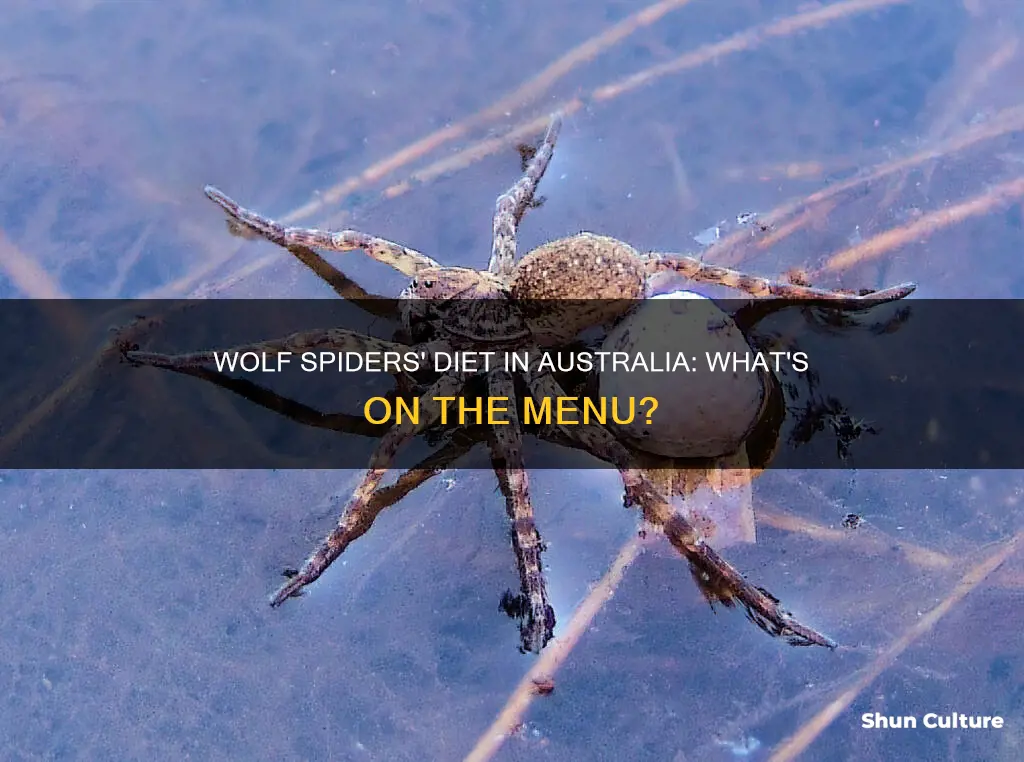 what do wolf spiders eat in australia