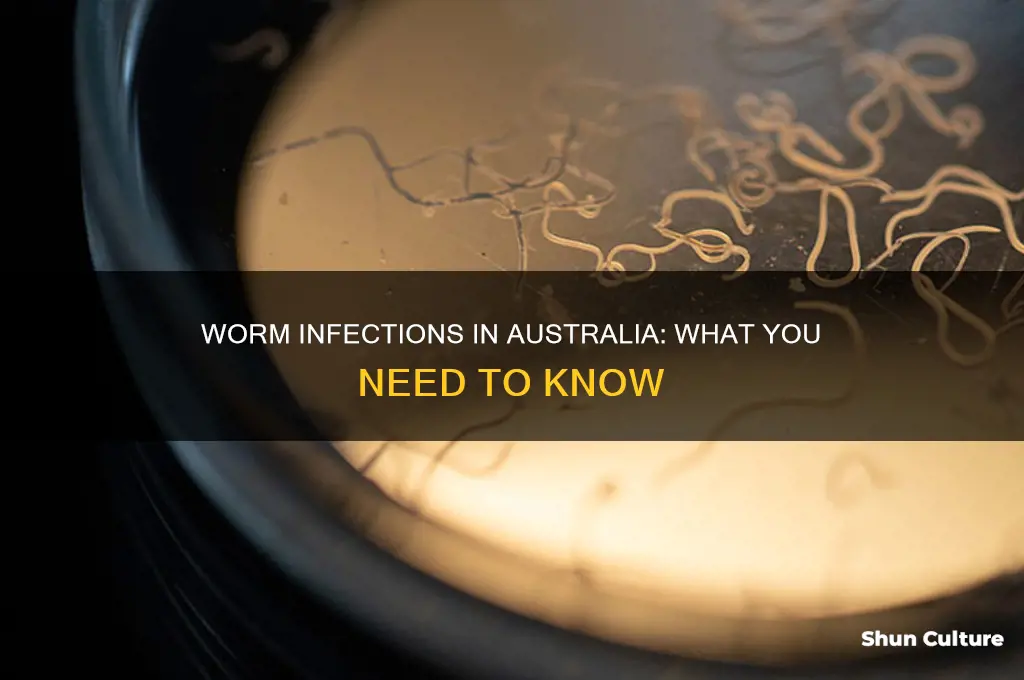 what do worms look like in humans australia