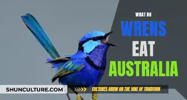 Wrens' Diet in Australia: What Do They Eat?