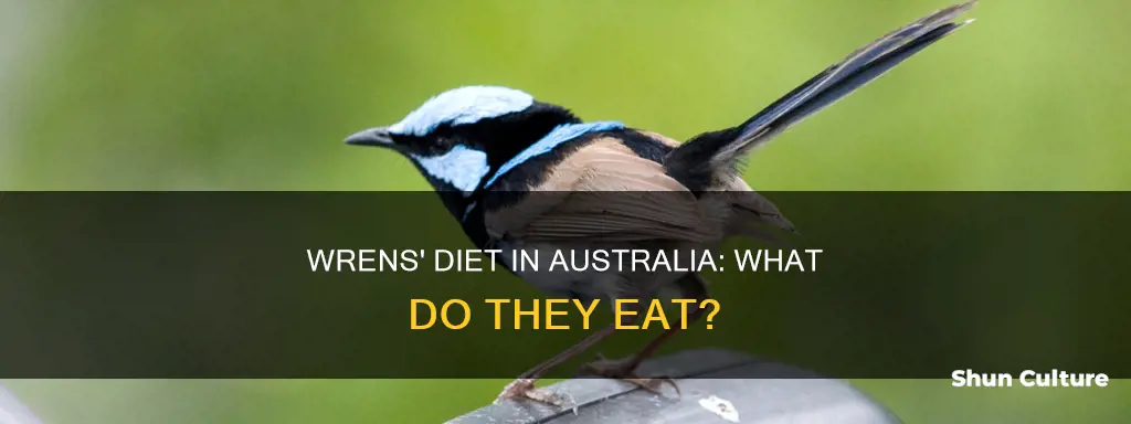 what do wrens eat australia