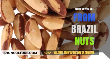 Brazil Nuts Benefits: Nutrients, Health Boosts, and Culinary Uses Explained