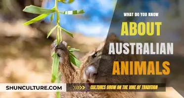 Unveiling Australia's Unique Wildlife: An Overview