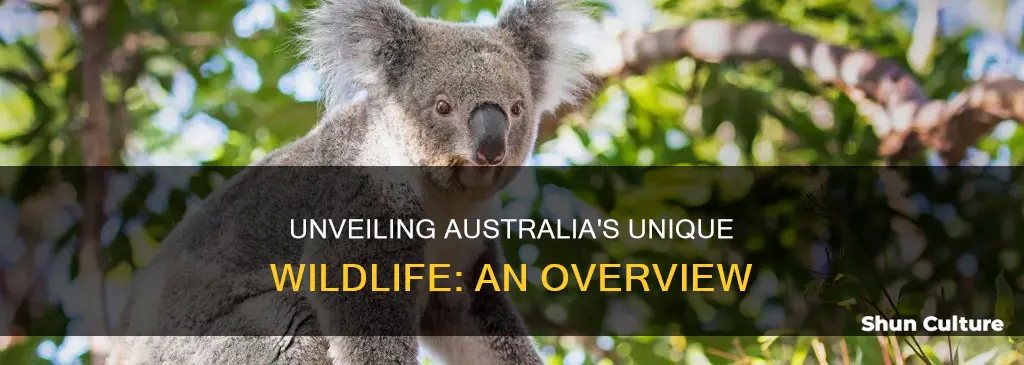 what do you know about australian animals