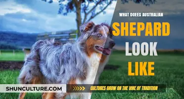 Australian Shepherds: Distinct Features and Physical Traits