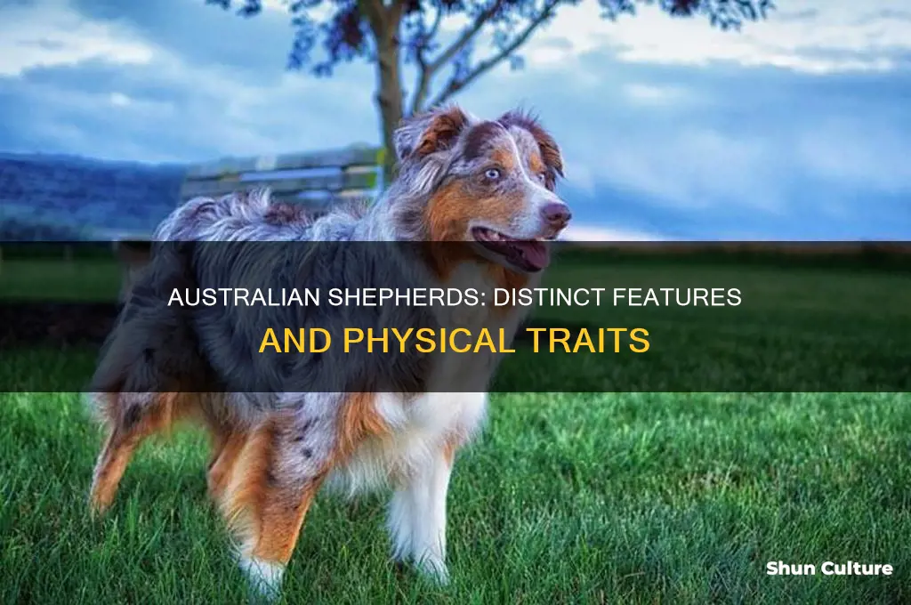 what doees australian shepard look like