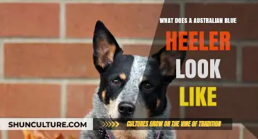 Australian Blue Heelers: Distinctive Features and Physical Traits
