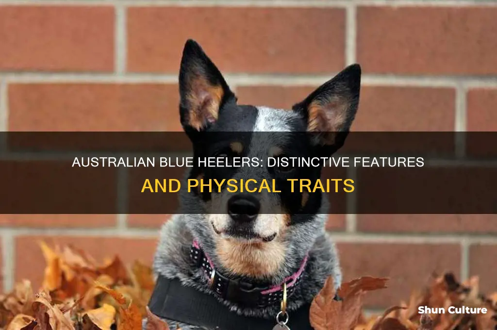 what does a australian blue heeler look like