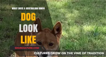 Dingoes: Distinct Features of Australia's Wild Dogs