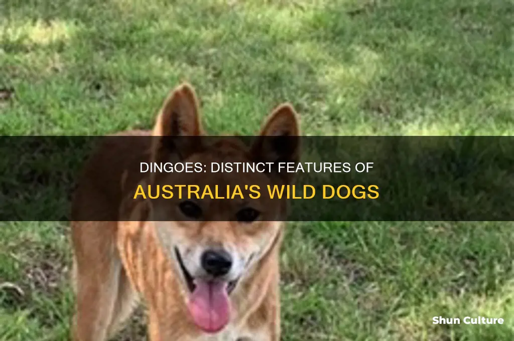 what does a australian dingo dog look like
