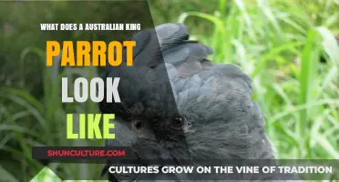 King Parrot: Australia's Vibrant Bird, Explained