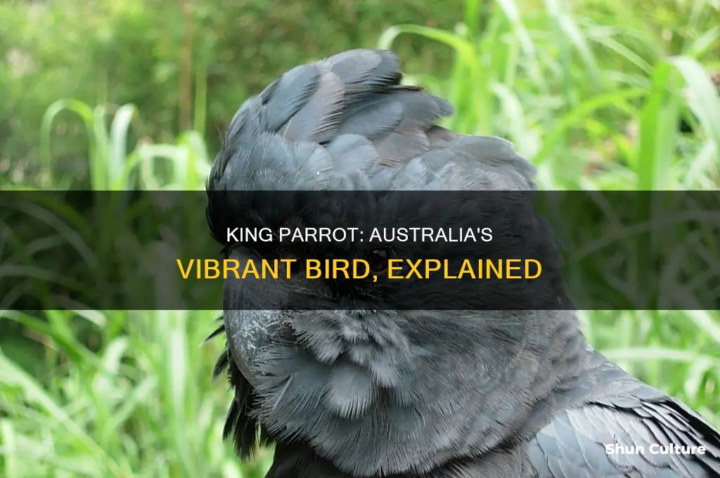 what does a australian king parrot look like