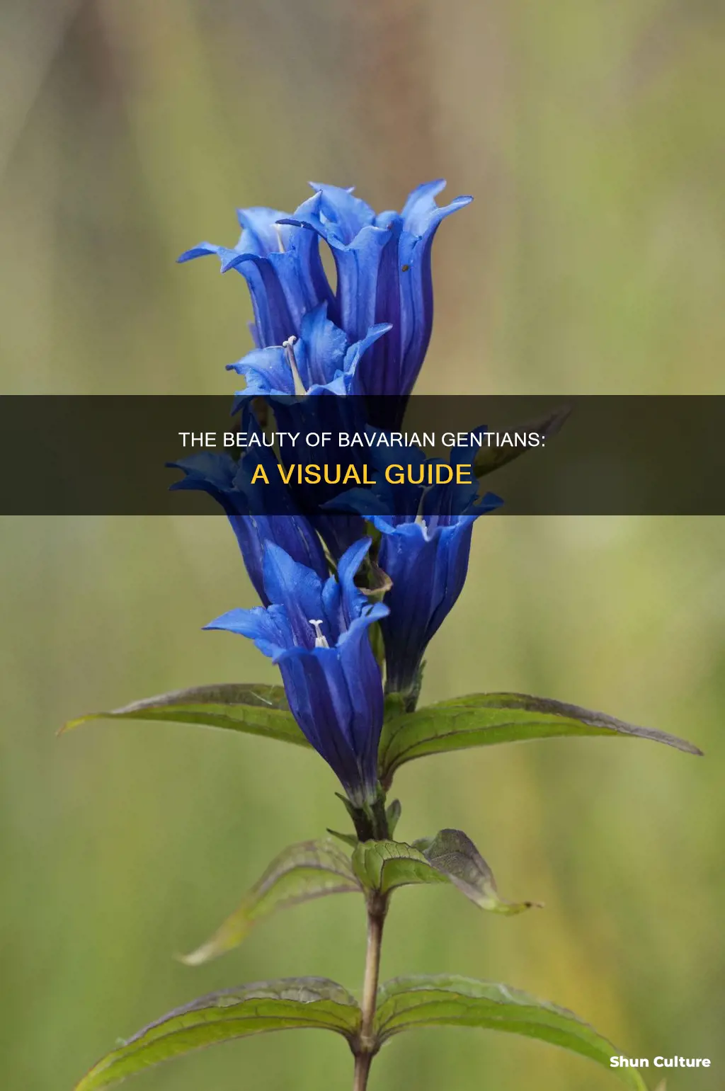 what does a bavarian gentian look like