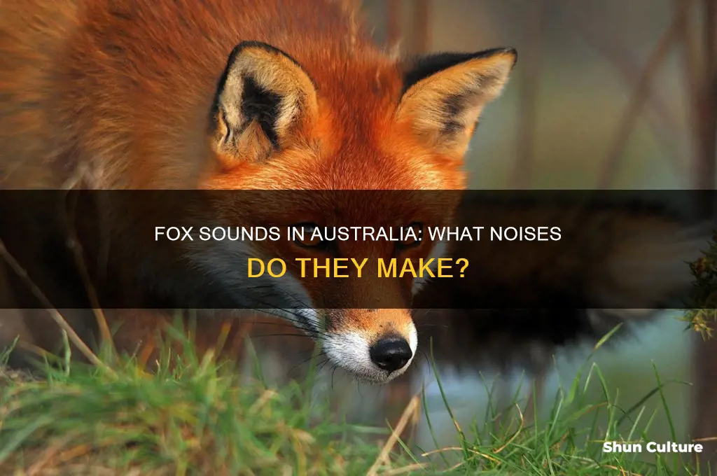what does a fox sound like australia