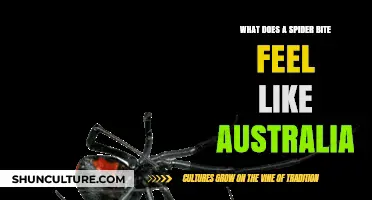 Spider bite sensations: An Australian perspective