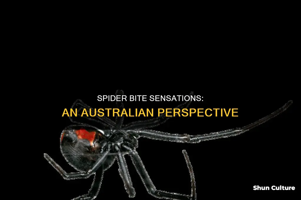 what does a spider bite feel like australia