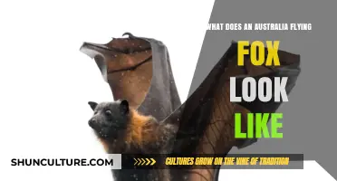 The Unique Appearance of Australia's Flying Foxes