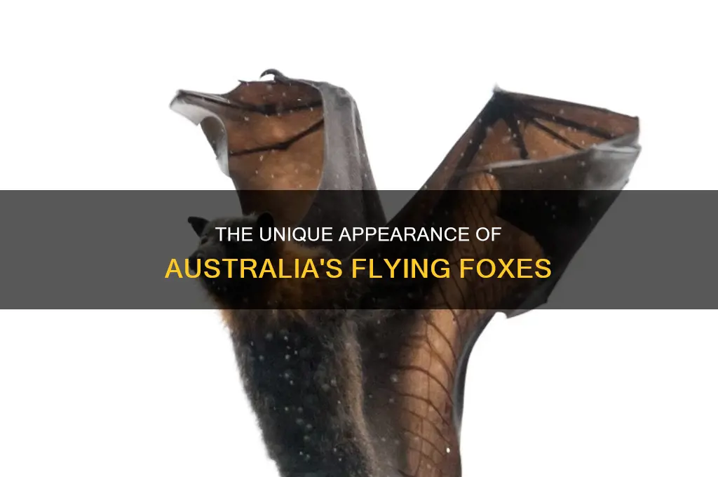 what does an australia flying fox look like