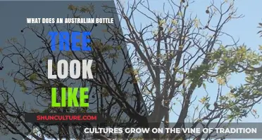 Bottle Trees: Australia's Unique Natural Landmarks