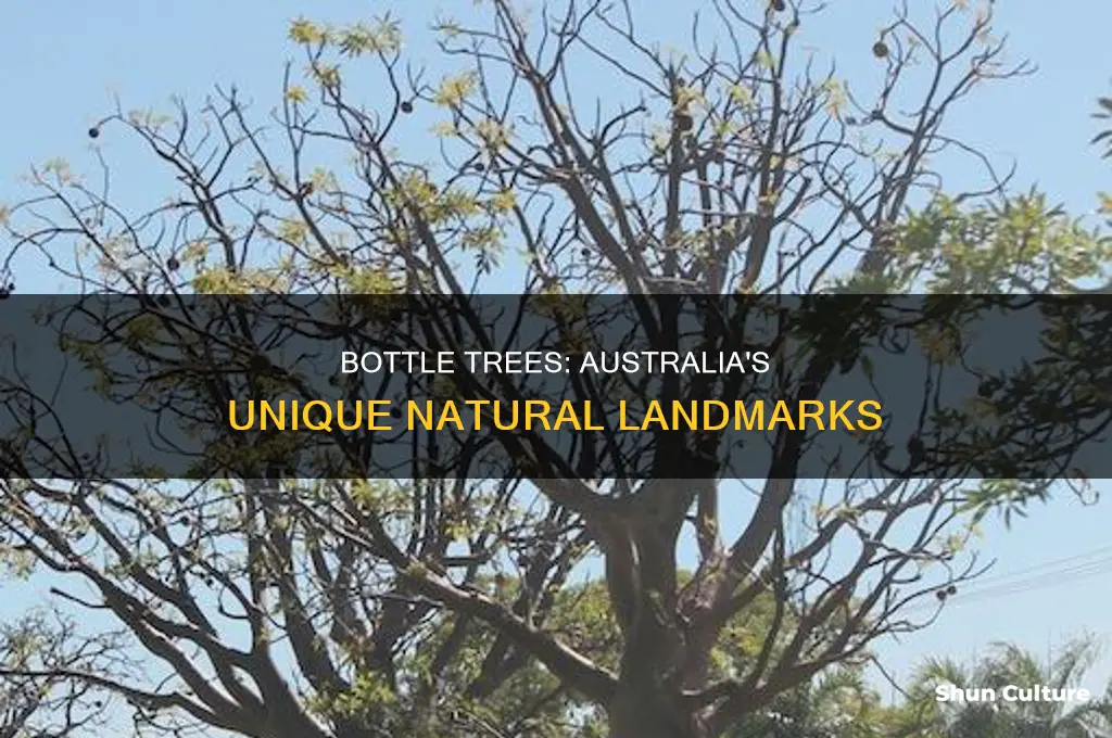 what does an australian bottle tree look like