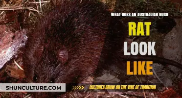 Australian Bush Rats: Appearance and Characteristics