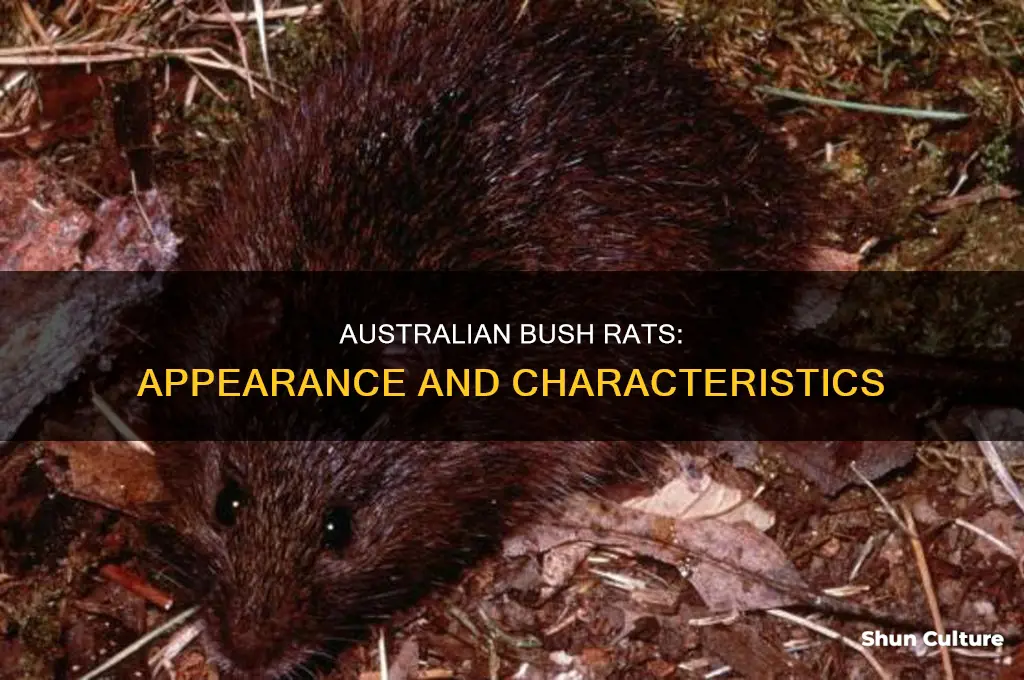 what does an australian bush rat look like