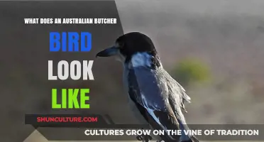 Appearance of the Australian Butcher Bird: Identification Tips