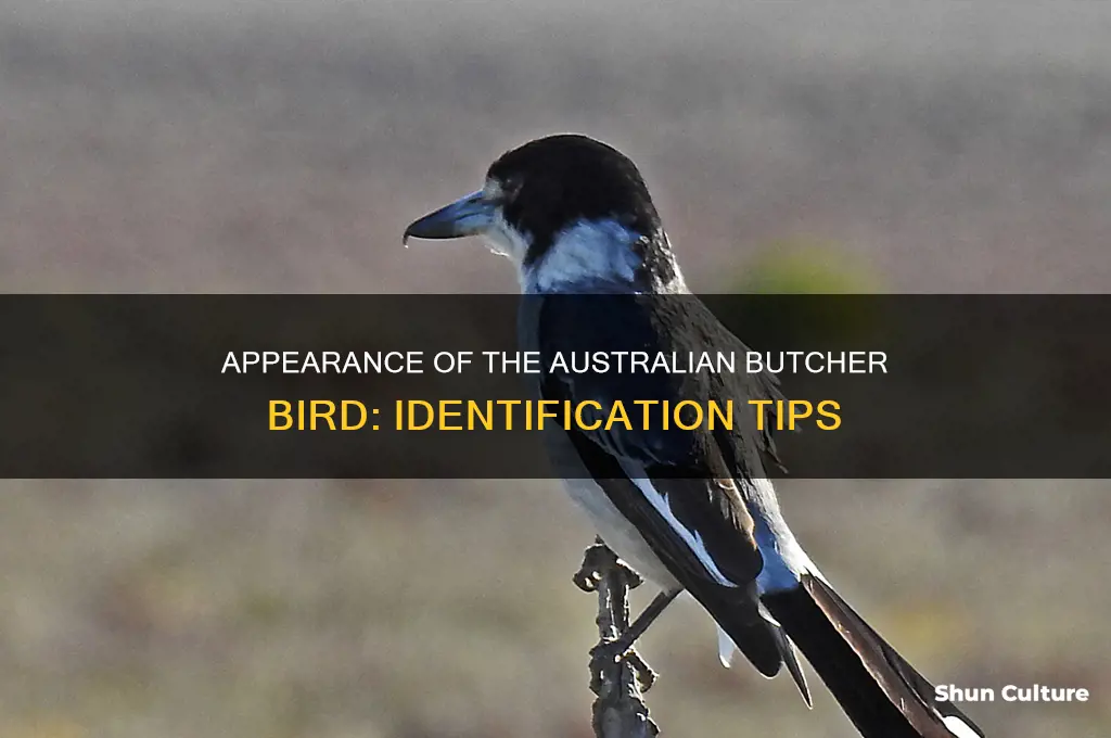 what does an australian butcher bird look like